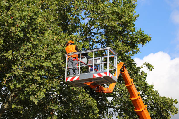 Best Tree and Shrub Care  in Marshallville, GA