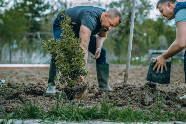 Best Grass Overseeding  in Marshallville, GA