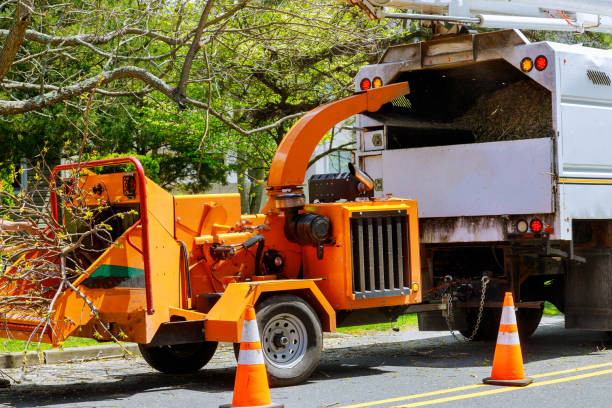 Best Tree Mulching  in Marshallville, GA