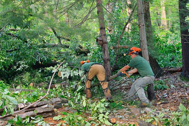 Best Root Management and Removal  in Marshallville, GA