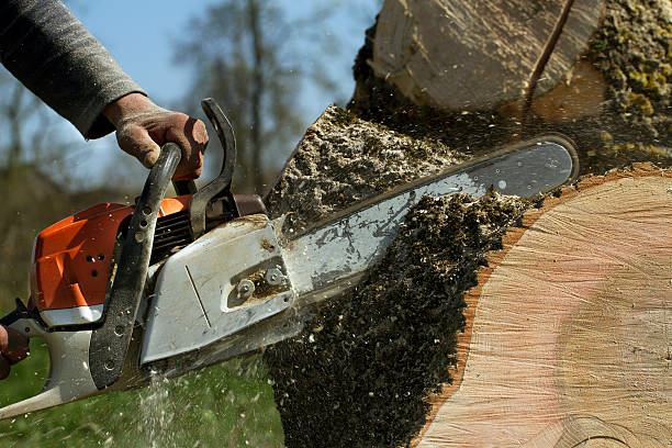 Best Tree Trimming and Pruning  in Marshallville, GA